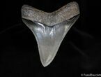 Perfect Inch Megalodon Tooth #78-1